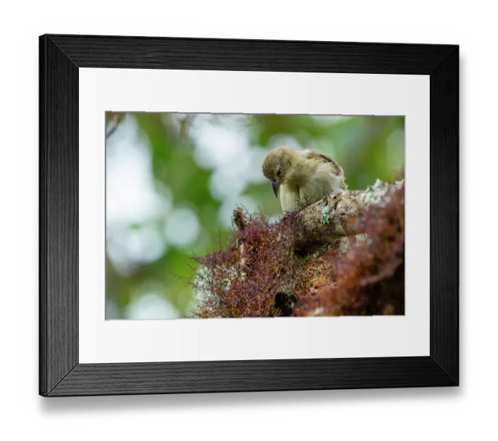 Framed Print : Darwin's woodpecker finch (Cactospiza pallida) perched on lichen covered branch in highland Scalesia cloud forest, Santa Cruz Island, Galapagos Islands Framed Print : Darwin's woodpecker finch (Cactospiza pallida) perched on lichen covered branch in highland Scalesia cloud forest, Santa Cruz Island, Galapagos Islands