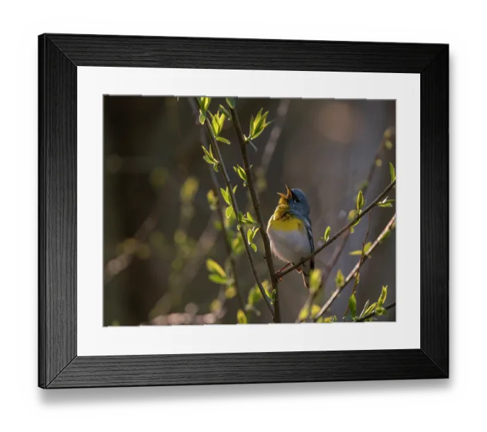 Framed Print : Northern parula (Parula americana) male in breeding plumage, perched on branch singing in spring, Ohio, USA. April Framed Print : Northern parula (Parula americana) male in breeding plumage, perched on branch singing in spring, Ohio, USA. April
