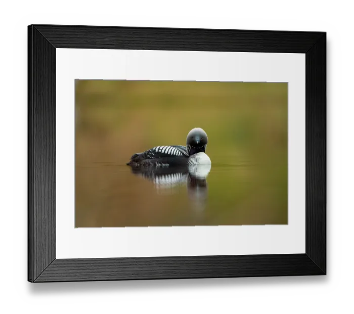 Framed Print : Pacific loon (Gavia pacifica) in breeding plumage, on water with reflection, Anchorage, Alaska, USA. May