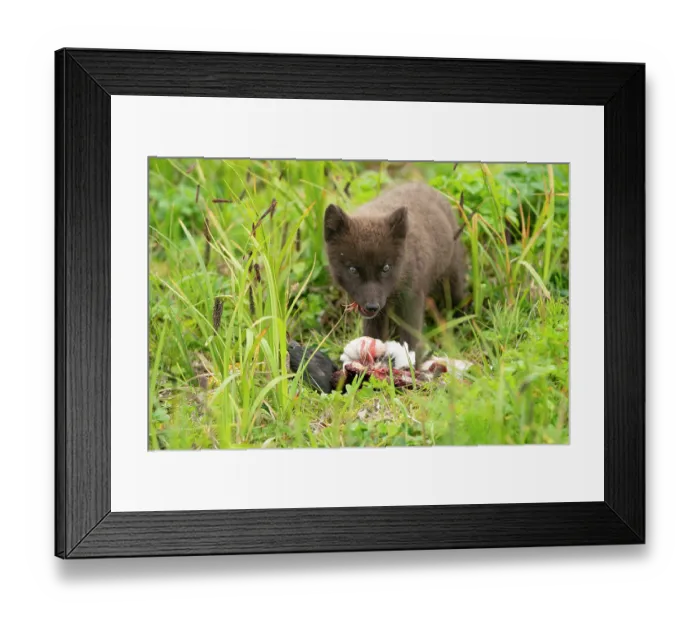 Framed Print : Pribilof Islands arctic fox (Vulpes lagopus pribilofensis) blue morph cub, feeding on dead Murre (Uria sp.), St. Paul, Pribilof Islands, Alaska, USA. July Framed Print : Pribilof Islands arctic fox (Vulpes lagopus pribilofensis) blue morph cub, feeding on dead Murre (Uria sp.), St. Paul, Pribilof Islands, Alaska, USA. July