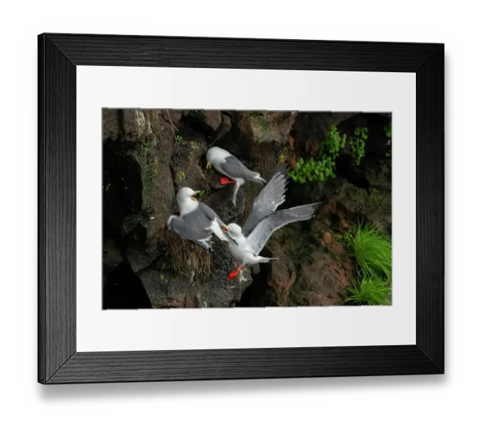 Framed Print : Red-legged kittiwakes (Rissa brevirostris) pair defending their nest from an intruder, with parent mantling over chick for protection, St. Paul, Pribilof Islands, Alaska, USA Framed Print : Red-legged kittiwakes (Rissa brevirostris) pair defending their nest from an intruder, with parent mantling over chick for protection, St. Paul, Pribilof Islands, Alaska, USA