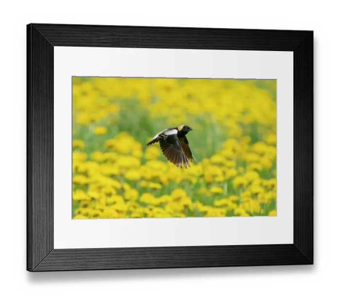 Framed Print : Bobolink (Dolichonyx oryzivorus) male, in flight over Dandelion (Taraxacum sp.) flowers in a meadow, New York, USA. May Framed Print : Bobolink (Dolichonyx oryzivorus) male, in flight over Dandelion (Taraxacum sp.) flowers in a meadow, New York, USA. May