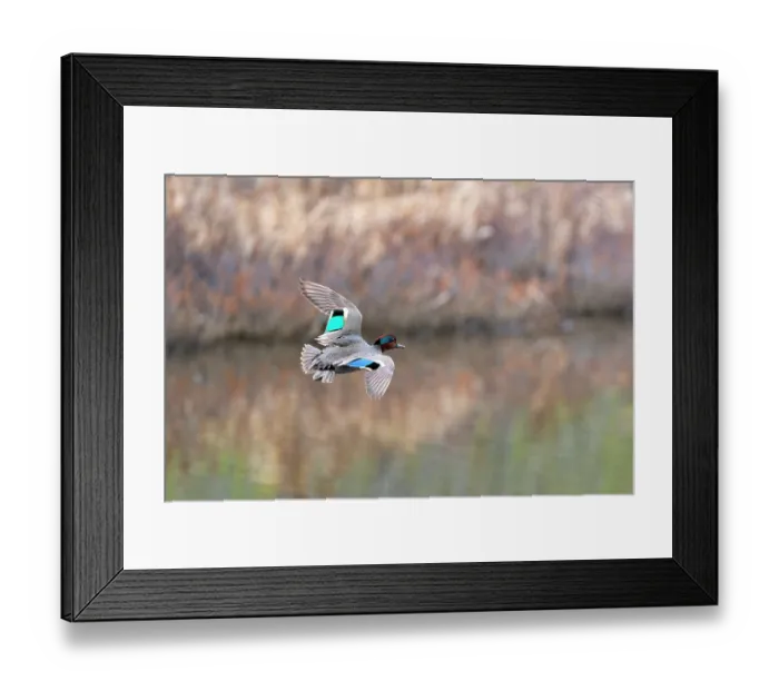 Framed Print : Green-winged teal (Anas crecca) male, in flight over a marshland pool, Alaska, USA. May Framed Print : Green-winged teal (Anas crecca) male, in flight over a marshland pool, Alaska, USA. May