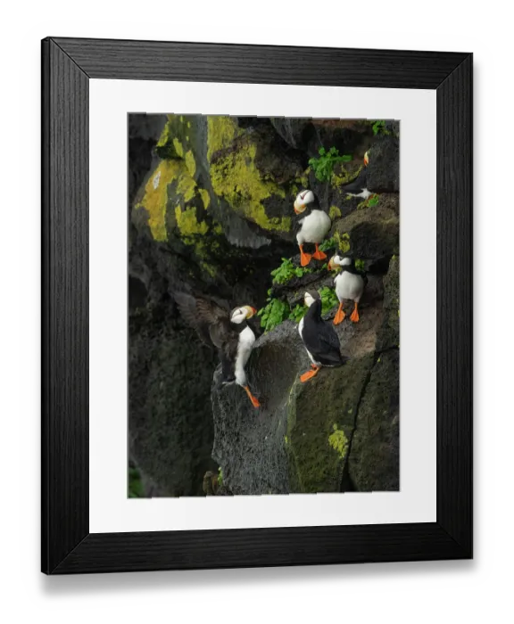 Framed Print : Group of Horned puffins (Fratercula corniculata) perched on cliff face, St. Paul, Pribilof Islands, Alaska, USA. August Framed Print : Group of Horned puffins (Fratercula corniculata) perched on cliff face, St. Paul, Pribilof Islands, Alaska, USA. August