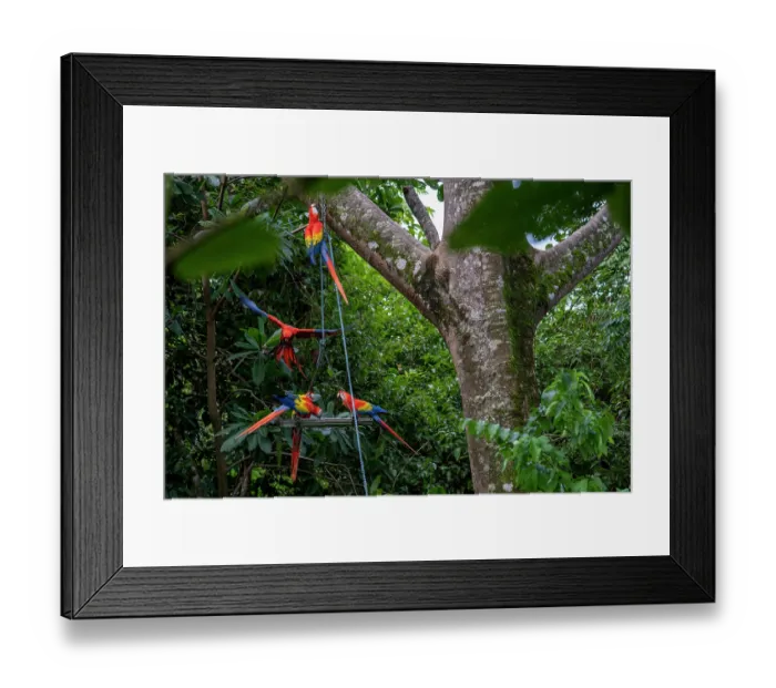 Framed Print : Group of Scarlet macaws (Ara macao) perched at feeding platform in tree, Punta Islita, Nicoya Peninsula, Costa Rica Framed Print : Group of Scarlet macaws (Ara macao) perched at feeding platform in tree, Punta Islita, Nicoya Peninsula, Costa Rica