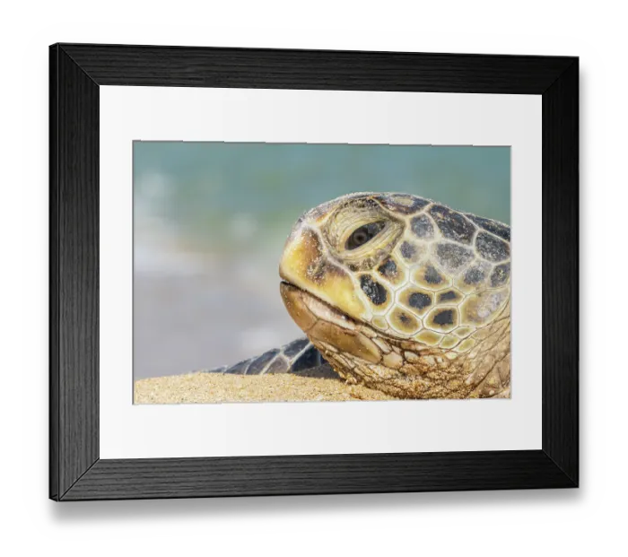 Framed Print : Green turtle (Chelonia mydas) head portrait, Maui, Hawaii. Endangered Framed Print : Green turtle (Chelonia mydas) head portrait, Maui, Hawaii. Endangered