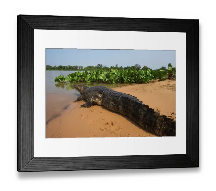 Framed Print : Yacare caiman (Caiman yacare) resting on sandy riverbank, Pantanal, Brazil Framed Print : Yacare caiman (Caiman yacare) resting on sandy riverbank, Pantanal, Brazil