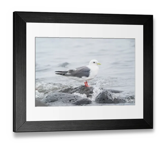 Framed Print : Red-legged kittiwake (Rissa brevirostris) in breeding plumage, perched on rock on the shore, St. Paul, Pribilof Islands, Alaska, USA. July Framed Print : Red-legged kittiwake (Rissa brevirostris) in breeding plumage, perched on rock on the shore, St. Paul, Pribilof Islands, Alaska, USA. July