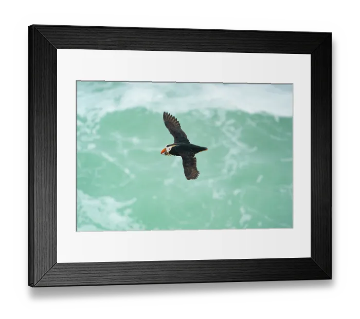 Framed Print : Tufted puffin (Fratercula cirrhata) in breeding plumage, in flight over water carrying fish in beak to feed young, St. Paul, Pribilof Islands, Alaska, USA. August