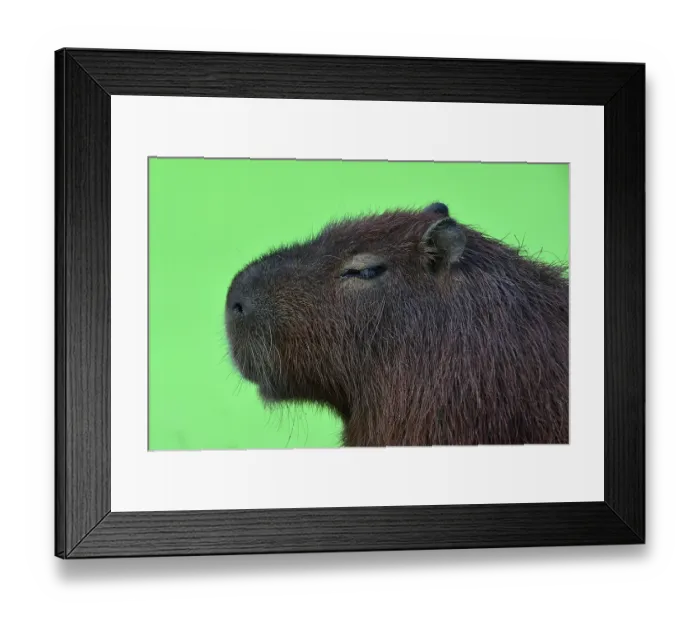 Framed Print : Capybara (Hydrochoerus hydrochaeris) head portrait, Parc de la Haute Touche, Brenne, France, September. Captive, occurs in South America Framed Print : Capybara (Hydrochoerus hydrochaeris) head portrait, Parc de la Haute Touche, Brenne, France, September. Captive, occurs in South America