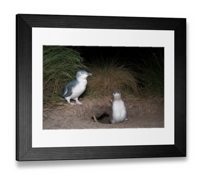 Framed Print : Fairy penguin (Eudyptula minor) with large chick at nesting burrow at night, Neck Game Reserve, Bruny Island, Tasmania, Australia Framed Print : Fairy penguin (Eudyptula minor) with large chick at nesting burrow at night, Neck Game Reserve, Bruny Island, Tasmania, Australia