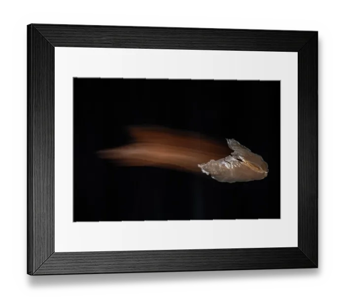 Framed Print : Javan cucumber (Alsomitra macrocarpa) seed gliding towards forest floor. Controlled conditions Framed Print : Javan cucumber (Alsomitra macrocarpa) seed gliding towards forest floor. Controlled conditions