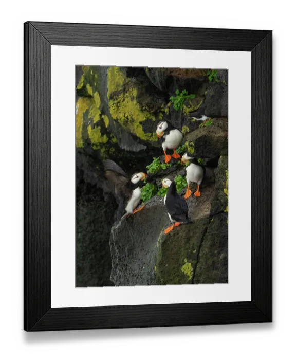 Framed Print : Group of Horned puffins (Fratercula corniculata) perched on cliff face, St. Paul, Pribilof Islands, Alaska, USA. August Framed Print : Group of Horned puffins (Fratercula corniculata) perched on cliff face, St. Paul, Pribilof Islands, Alaska, USA. August