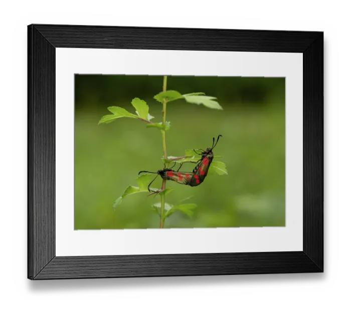 Framed Print : Six spot burnet moths (Zygaena filipendulae) pair mating, Surrey, UK. July Framed Print : Six spot burnet moths (Zygaena filipendulae) pair mating, Surrey, UK. July