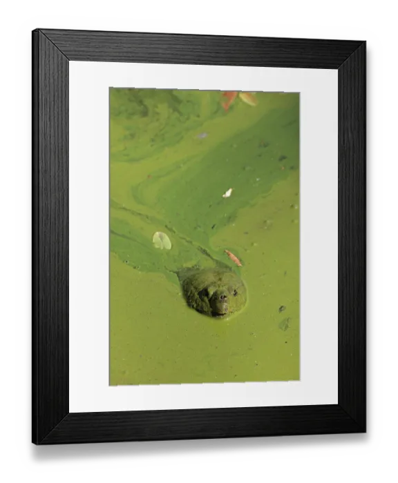 Framed Print : Snapping turtle (Chelydra serpentina) with head above water surface in blue green algal bloom (Woronichinia naegeliana). The microcystin produced is toxic to wildlife and humans Framed Print : Snapping turtle (Chelydra serpentina) with head above water surface in blue green algal bloom (Woronichinia naegeliana). The microcystin produced is toxic to wildlife and humans