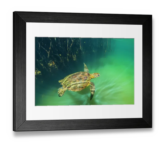 Framed Print : Green turtle (Chelonia mydas) resting in mangrove inlet, Posa de los Patillos, Fernadina Island, Galapagos Islands. Endangered Framed Print : Green turtle (Chelonia mydas) resting in mangrove inlet, Posa de los Patillos, Fernadina Island, Galapagos Islands. Endangered