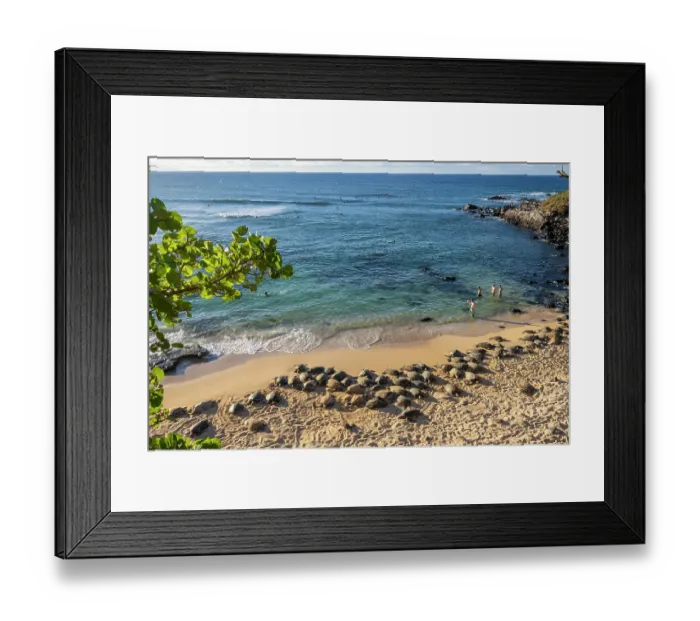 Framed Print : Group of Green turtles (Chelonia mydas) resting on the shore, Maui, Hawaii. Endangered