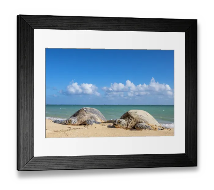 Framed Print : Two Green turtles (Chelonia mydas) resting on the shore, Maui, Hawaii. Endangered Framed Print : Two Green turtles (Chelonia mydas) resting on the shore, Maui, Hawaii. Endangered