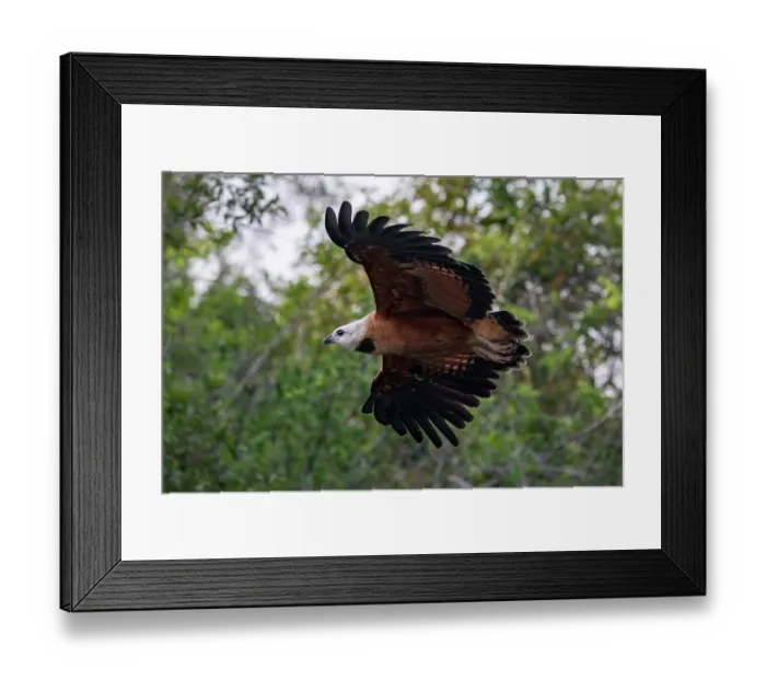 Framed Print : Black-collared hawk (Busarellus nigricollis) in flight, Pantanal, Brazil Framed Print : Black-collared hawk (Busarellus nigricollis) in flight, Pantanal, Brazil
