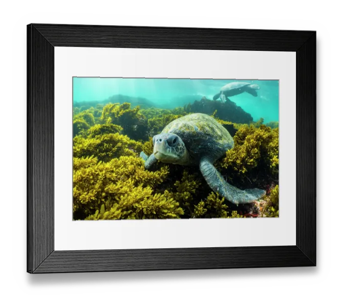 Framed Print : Green turtle (Chelonia mydas) resting on seabed, Punta Moreno, Isabela Island, Galapagos Islands, Pacific Ocean. Endangered Framed Print : Green turtle (Chelonia mydas) resting on seabed, Punta Moreno, Isabela Island, Galapagos Islands, Pacific Ocean. Endangered