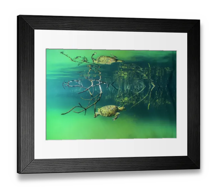 Framed Print : Green turtle (Chelonia mydas) resting in mangrove inlet, Posa de los Patillos, Fernadina Island, Galapagos Islands. Endangered