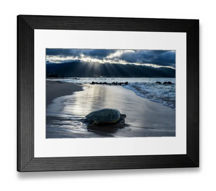 Framed Print : Green turtle (Chelonia mydas) resting on shore at dusk, Maui, Hawaii. Endangered Framed Print : Green turtle (Chelonia mydas) resting on shore at dusk, Maui, Hawaii. Endangered