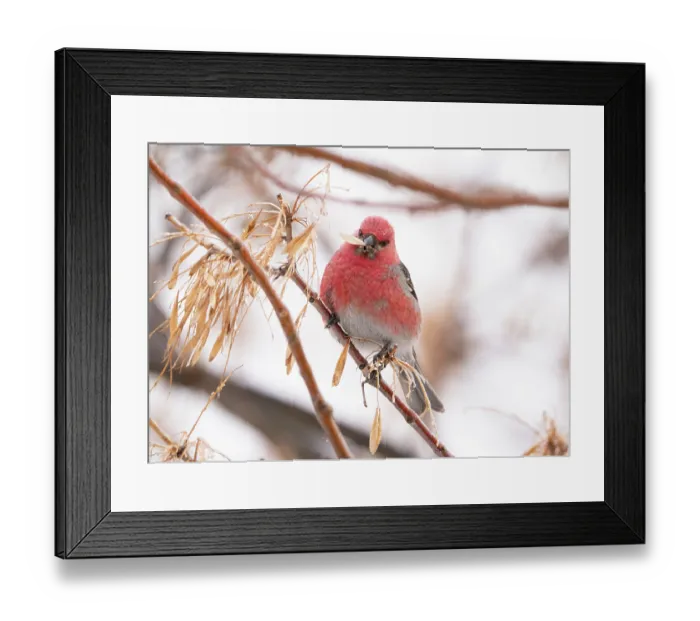 Framed Print : Pine grosbeak (Pinicola enucleator) male, perched on branch feeding on Ash (Fraxinus sp.) seeds in winter, Burlington, Vermont, USA. February Framed Print : Pine grosbeak (Pinicola enucleator) male, perched on branch feeding on Ash (Fraxinus sp.) seeds in winter, Burlington, Vermont, USA. February
