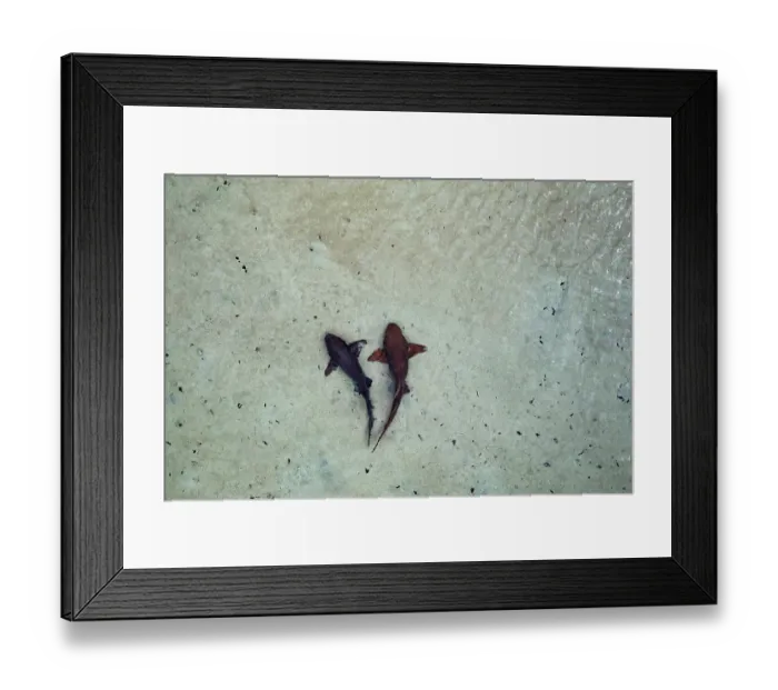 Framed Print : Aerial view of Nurse sharks (Ginglymostoma cirratum) pair, in shallow water over sand flat, Eleuthera, Bahamas, Caribbean Sea Framed Print : Aerial view of Nurse sharks (Ginglymostoma cirratum) pair, in shallow water over sand flat, Eleuthera, Bahamas, Caribbean Sea