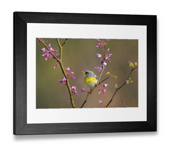Framed Print : Northern parula (Parula americana) male in breeding plumage, perched on flowering Eastern redbud (Cercis canadensis) in spring, Ohio, USA. April Framed Print : Northern parula (Parula americana) male in breeding plumage, perched on flowering Eastern redbud (Cercis canadensis) in spring, Ohio, USA. April
