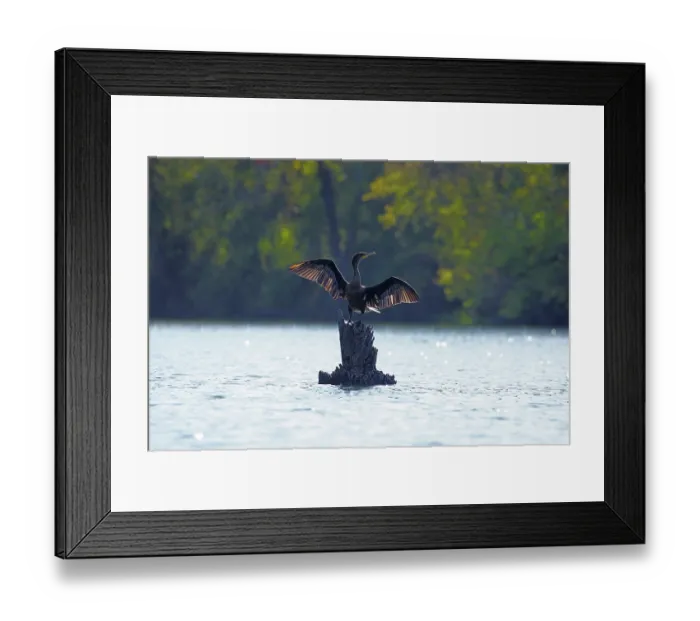 Framed Print : Double-crested cormorant (Nannopterum auritum) perched on wooden stump in lake drying its wings, Maryland, USA. October Framed Print : Double-crested cormorant (Nannopterum auritum) perched on wooden stump in lake drying its wings, Maryland, USA. October