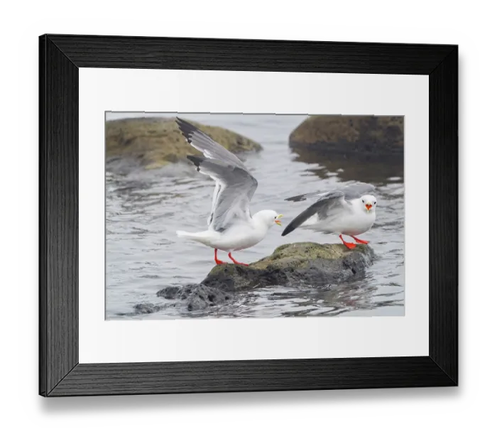 Framed Print : Two Red-legged kittiwakes (Rissa brevirostris) in breeding plumage, perched on a rock in water, one calling and raising wings aggressively at the other, St Framed Print : Two Red-legged kittiwakes (Rissa brevirostris) in breeding plumage, perched on a rock in water, one calling and raising wings aggressively at the other, St
