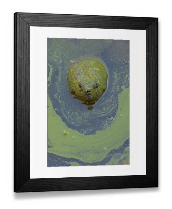 Framed Print : Snapping turtle (Chelydra serpentina) with head above water surface in blue green algal bloom (Woronichinia naegeliana). The microcystin produced is toxic to wildlife and humans Framed Print : Snapping turtle (Chelydra serpentina) with head above water surface in blue green algal bloom (Woronichinia naegeliana). The microcystin produced is toxic to wildlife and humans