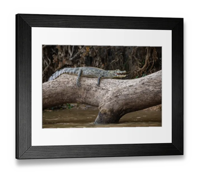 Framed Print : Yacare caiman (Caiman yacare) resting on on tree over river, Pantanal, Brazil Framed Print : Yacare caiman (Caiman yacare) resting on on tree over river, Pantanal, Brazil