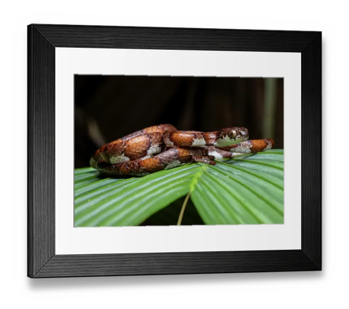 Framed Print : Slender snail sucker snake (Sibon dimidiatus) resting on leaf, Finca Sacmoc, Alta Verapaz, Guatemala