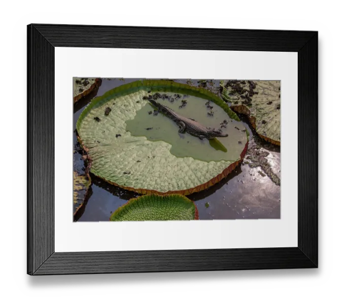 Framed Print : Yacare caiman (Caiman yacare) resting on Giant water lily (Victoria amazonica), Pantanal, Brazil