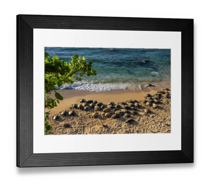 Framed Print : Group of Green turtles (Chelonia mydas) resting on the shore, Maui, Hawaii. Endangered Framed Print : Group of Green turtles (Chelonia mydas) resting on the shore, Maui, Hawaii. Endangered