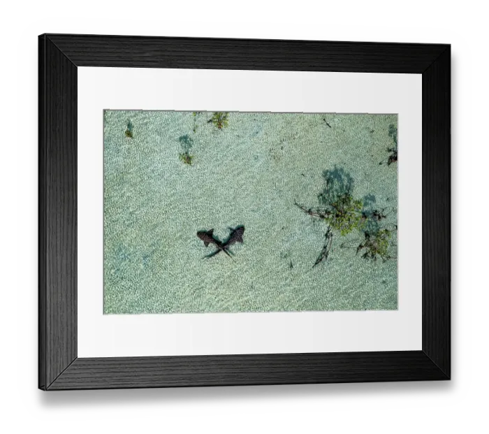 Framed Print : Aerial view of Nurse sharks (Ginglymostoma cirratum) pair, in shallow water over sand flat, Eleuthera, Bahamas, Caribbean Sea Framed Print : Aerial view of Nurse sharks (Ginglymostoma cirratum) pair, in shallow water over sand flat, Eleuthera, Bahamas, Caribbean Sea
