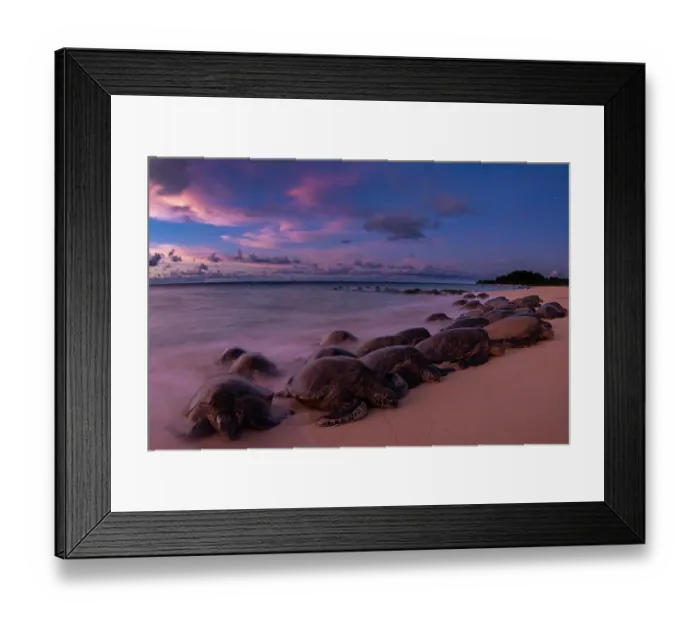 Framed Print : Group of Green turtles (Chelonia mydas) resting on the shore, Maui, Hawaii. Endangered Framed Print : Group of Green turtles (Chelonia mydas) resting on the shore, Maui, Hawaii. Endangered