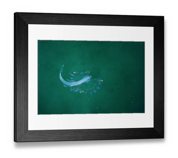 Framed Print : Tripodfish (Bathypterois grallator) larval stage, portrait, La Ventana, Baja California, Mexico, Pacific Ocean Framed Print : Tripodfish (Bathypterois grallator) larval stage, portrait, La Ventana, Baja California, Mexico, Pacific Ocean