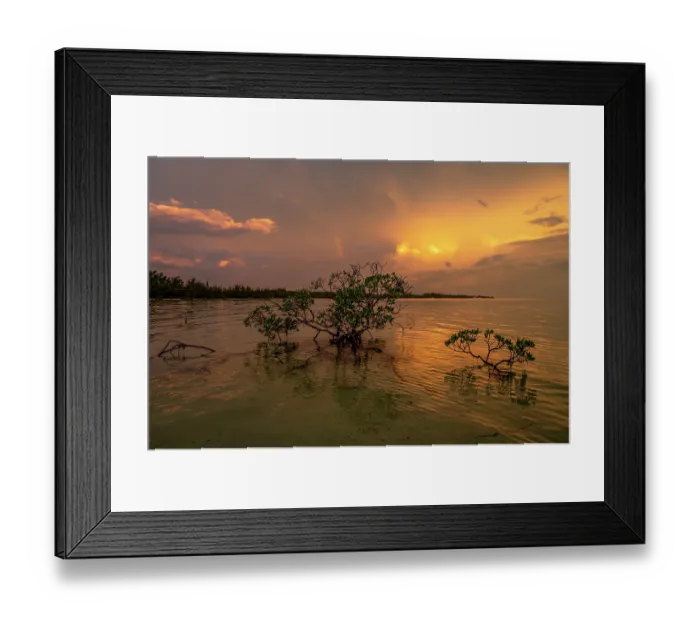 Framed Print : Red mangroves (Rhizophora mangle) backlit at sunset with lightning and rainbow in background, Eleuthera, Bahamas, Caribbean Sea Framed Print : Red mangroves (Rhizophora mangle) backlit at sunset with lightning and rainbow in background, Eleuthera, Bahamas, Caribbean Sea