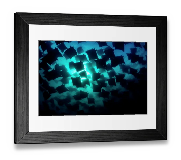 Framed Print : Munk's devil rays (Mobula munkiana) large shoal aggregating underwater, silhouetted in evening sunlight, La Ventana, Baja California, Mexico, Sea of Cortez Framed Print : Munk's devil rays (Mobula munkiana) large shoal aggregating underwater, silhouetted in evening sunlight, La Ventana, Baja California, Mexico, Sea of Cortez