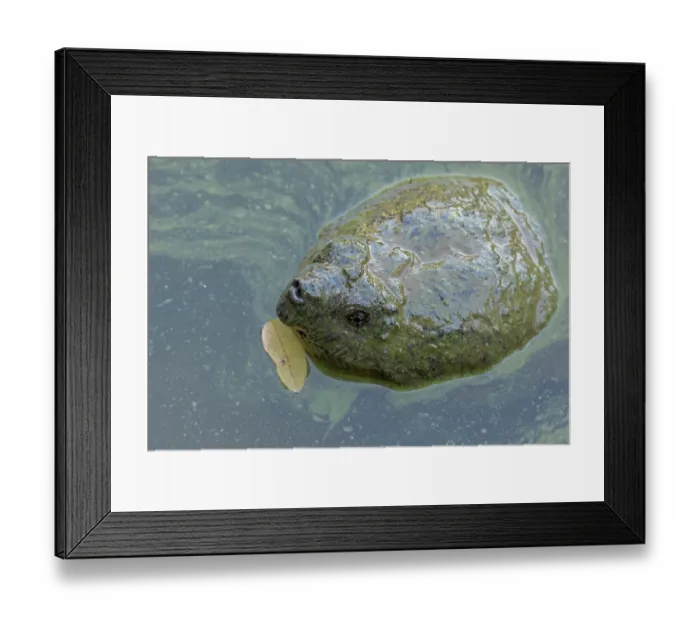 Framed Print : Snapping turtle (Chelydra serpentina) with head above water surface in blue green algal bloom (Woronichinia naegeliana). The microcystin produced is toxic to wildlife and humans Framed Print : Snapping turtle (Chelydra serpentina) with head above water surface in blue green algal bloom (Woronichinia naegeliana). The microcystin produced is toxic to wildlife and humans