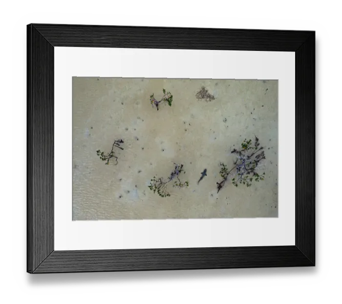 Framed Print : Aerial view of Lemon shark (Negaprion brevirostris) pup in a mangrove creek, Eleuthera, Bahamas, Caribbean Sea Framed Print : Aerial view of Lemon shark (Negaprion brevirostris) pup in a mangrove creek, Eleuthera, Bahamas, Caribbean Sea