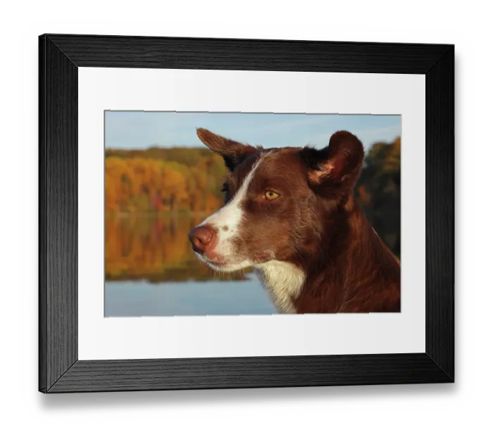 Framed Print : Chocolate border collie, head portrait, Maryland, USA. October Framed Print : Chocolate border collie, head portrait, Maryland, USA. October