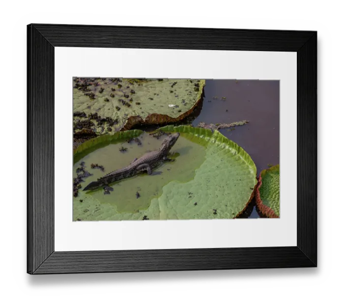 Framed Print : Yacare caiman (Caiman yacare) resting on Giant water lily (Victoria amazonica), Pantanal, Brazil Framed Print : Yacare caiman (Caiman yacare) resting on Giant water lily (Victoria amazonica), Pantanal, Brazil