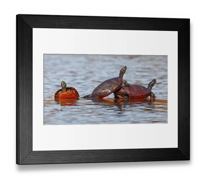 Framed Print : Three Northern red-bellied turtles (Pseudemys rubriventris) basking on log in water, Maryland, USA. October Framed Print : Three Northern red-bellied turtles (Pseudemys rubriventris) basking on log in water, Maryland, USA. October