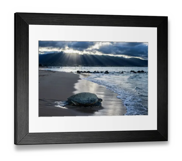 Framed Print : Green turtle (Chelonia mydas) resting on shore at dusk, Maui, Hawaii. Endangered Framed Print : Green turtle (Chelonia mydas) resting on shore at dusk, Maui, Hawaii. Endangered