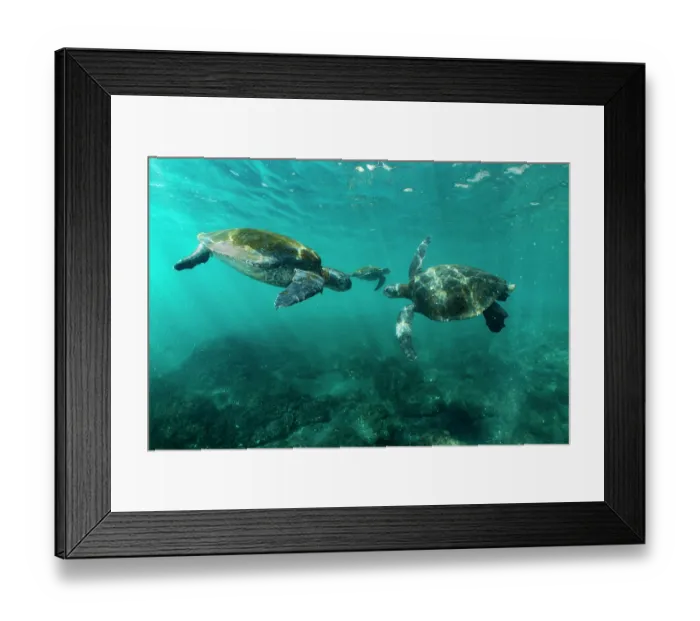 Framed Print : Three Green turtles (Chelonia mydas) in shallow water, Punta Vicente Roca, Isabela Island, Galapagos Islands, Pacific Ocean. Endangered Framed Print : Three Green turtles (Chelonia mydas) in shallow water, Punta Vicente Roca, Isabela Island, Galapagos Islands, Pacific Ocean. Endangered
