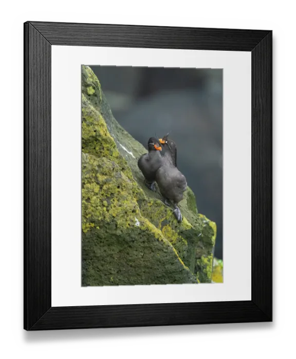 Framed Print : Crested auklets (Aethia cristatella) pair interacting while perched on lichen-covered rocks, St. Paul, Pribilof Islands, Alaska, USA. July Framed Print : Crested auklets (Aethia cristatella) pair interacting while perched on lichen-covered rocks, St. Paul, Pribilof Islands, Alaska, USA. July