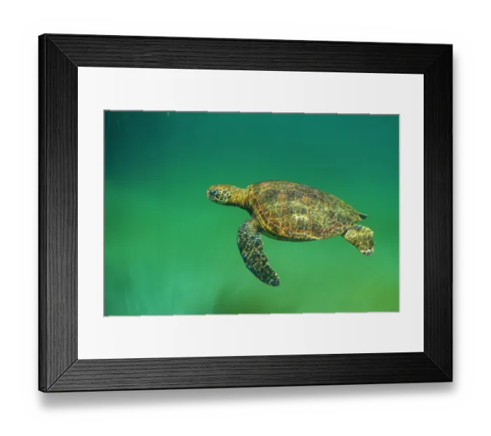 Framed Print : Green turtle (Chelonia mydas) resting in mangrove inlet, Posa de los Patillos, Fernadina Island, Galapagos Islands. Endangered